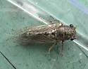 Salmonfly - photo 5