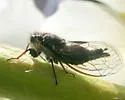Platypedia minor