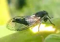 Platypedia minor - photo 2