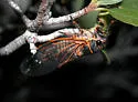 Platypedia mohavensis