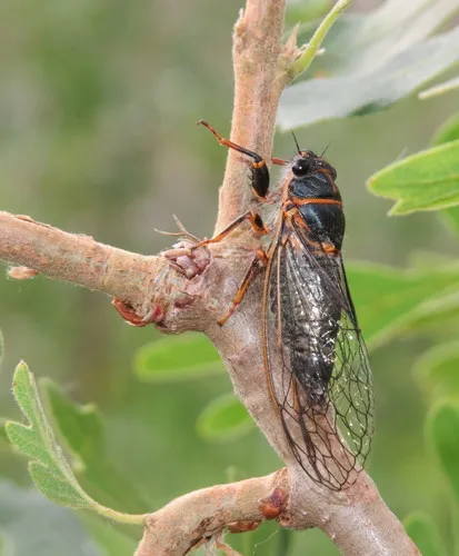 Platypedia putnami