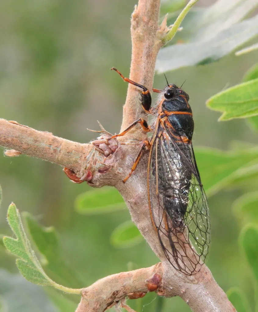Platypedia putnami - photo 2