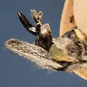 Platypedia scotti - photo 2