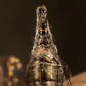 Platypedia scotti - photo 3