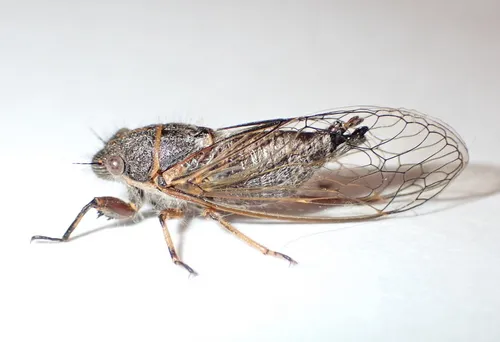Platypedia vanduzeei