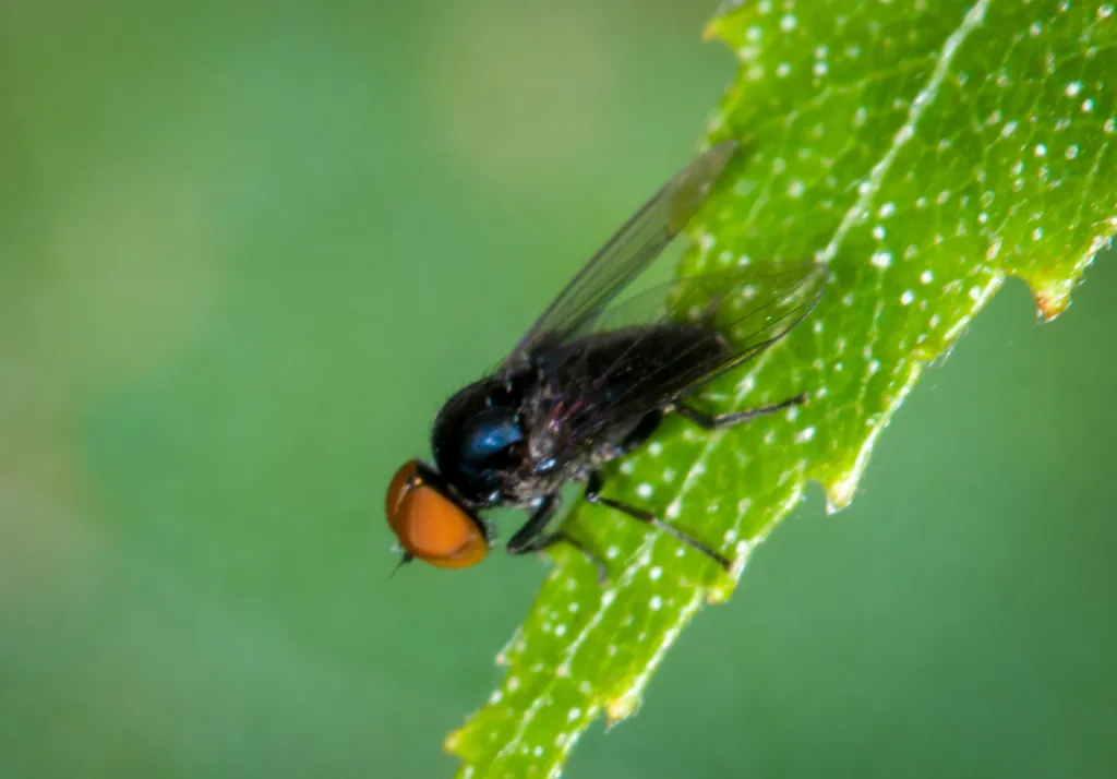 Platypeza anthrax - Platypeza anthrax