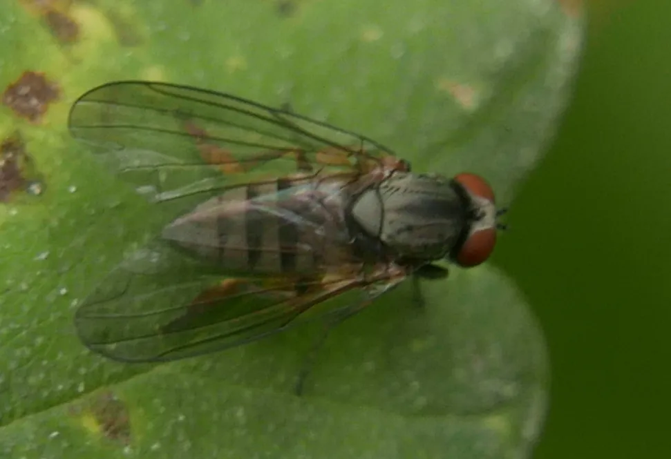 Platypeza consobrina - photo 2