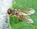 Platypeza taeniata
