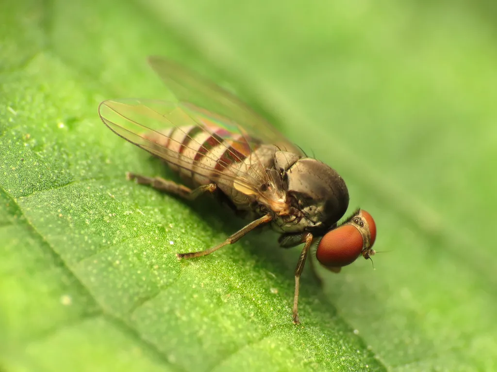 Flat-footed Flies - photo 2