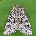 Platypolia anceps - Hodges#9976 - Platypolia anceps