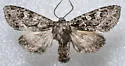 Platypolia anceps - Hodges#9976 - photo 4