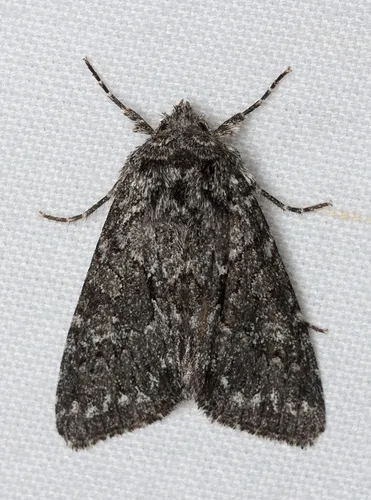 Platypolia contadina - Hodges#9977