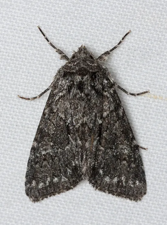 Platypolia contadina - Hodges#9977 - photo 2