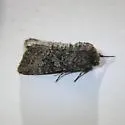 Platypolia loda - Hodges#9978