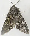 Platypolia loda - Hodges#9978 - photo 5