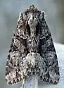 Adorable Brocade - Hodges#9419 - photo 4