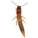 Platyprosopus mexicanus