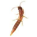 Platyprosopus mexicanus - photo 2