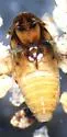 Beaver Parasite Beetle - photo 2