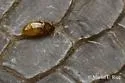 Beaver Parasite Beetle - photo 3