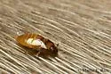 Beaver Parasite Beetle - photo 4