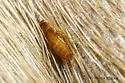 Beaver Parasite Beetle - photo 5