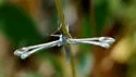 White-banded Plume Moth - Hodges#6115