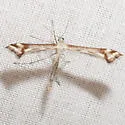 White-banded Plume Moth - Hodges#6115 - photo 2
