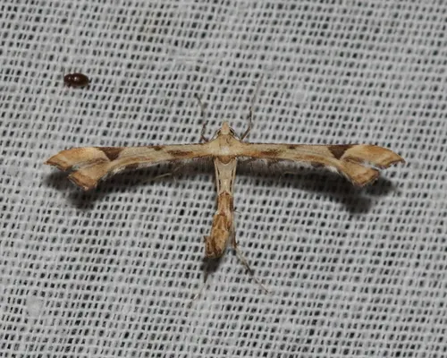 Artichoke Plume Moth - photo 2