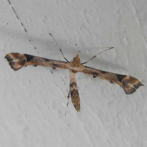 Artichoke Plume Moth - photo 3
