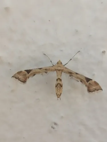 Artichoke Plume Moth - photo 4