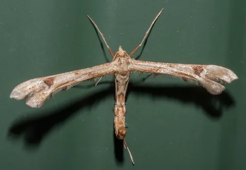 Artichoke Plume Moth - photo 5