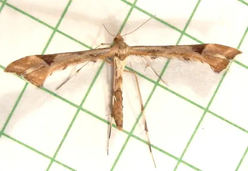 Artichoke Plume Moth - photo 7