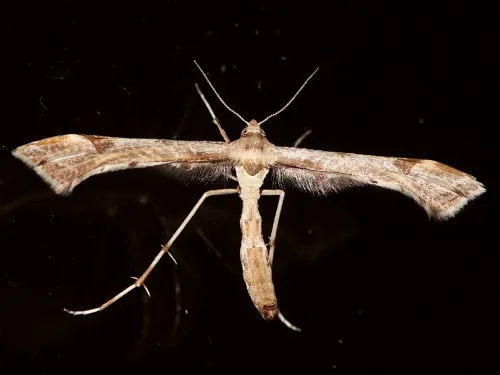 Triangle Plume - photo 2