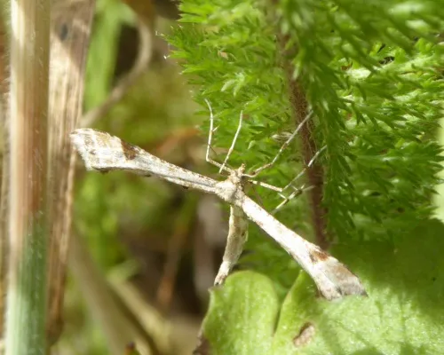 Triangle Plume - photo 7
