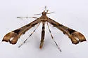 Aquiline Plume Moth - Hodges#6110