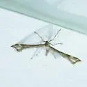 Pussytoes Plume Moth - Hodges#6106
