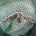 Calendula Plume Moth - Hodges#6112 - photo 3