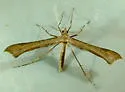 Calendula Plume Moth - Hodges#6112 - photo 4
