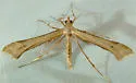 Calendula Plume Moth - Hodges#6112 - photo 5