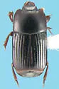 Platysoma aequum
