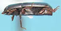 Platysoma aequum - photo 3