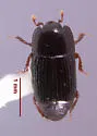 Platysoma aequum - photo 4