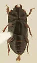 Platysoma aequum - photo 5