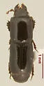 Platysoma attenuatum