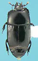Platysoma aurelianum