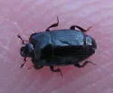 Platysoma aurelianum - photo 3
