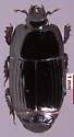 Platysoma aurelianum - photo 4