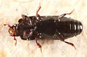 Platysoma coarctatum - photo 3