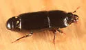 Platysoma coarctatum - photo 4
